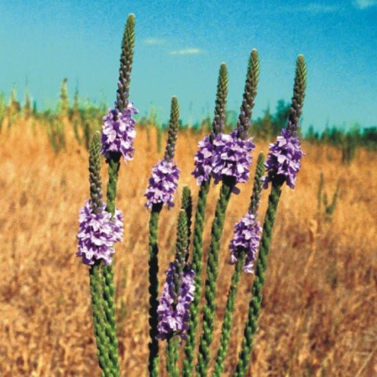 Picture of Hoary Vervain - Seed