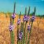 Picture of Hoary Vervain - Seed