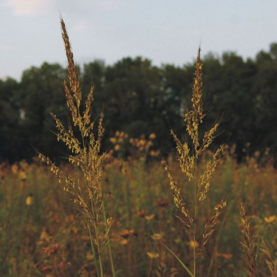 Picture of Indian Grass - Seed