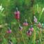 Picture of Purple Prairie Clover - Seed