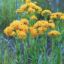 Picture of Stiff Goldenrod - Seed