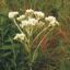 Picture of Tuberous Indian Plantain - Seed