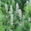 Picture of Pagoda Plant - Seed