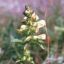 Picture of Lousewort- Seed