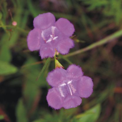 Picture of  Purple False Foxglove - Seed