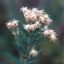 Picture of False Boneset - Seed