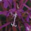 Picture of Fireweed - Seed