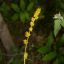 Picture of Bur Reed Sedge - Seed