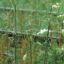Picture of Rough Dropseed - Seed