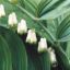 Picture of King Solomon's Seal - Seed
