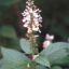 Picture of American Germander - Seed