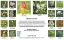 Picture of Shade Garden - Seed Mix