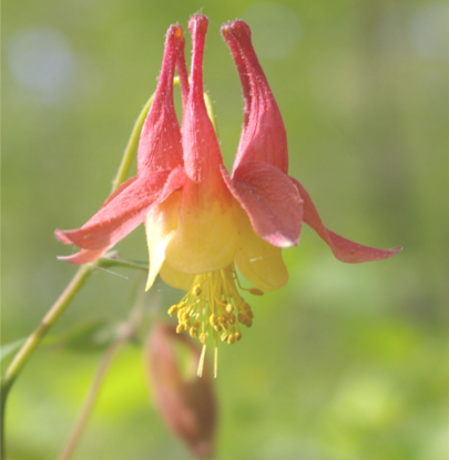 Picture of Wild Columbine - Seed