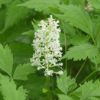 Picture of Red Baneberry - Seed